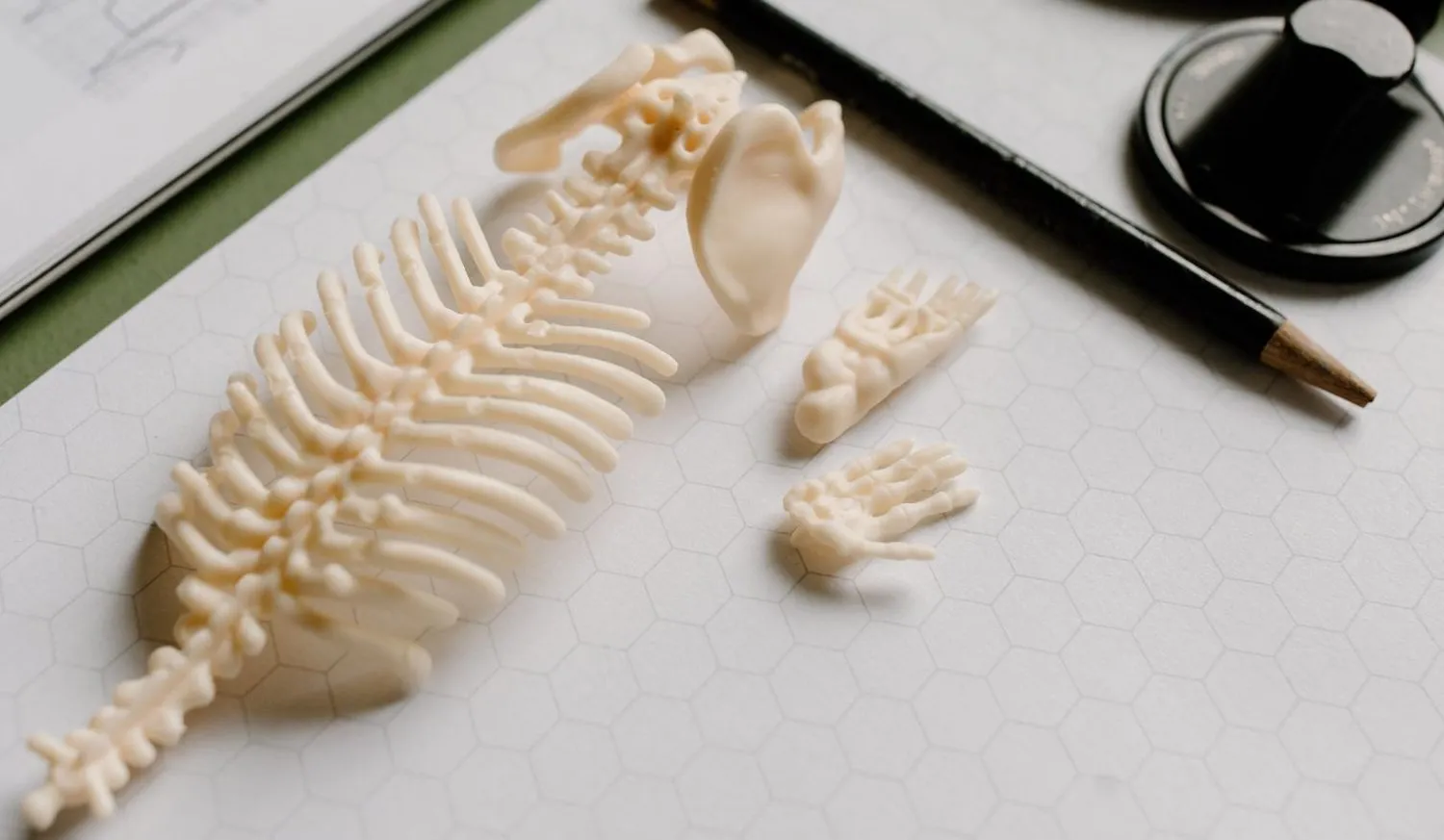 A small model of a human spine lying on a desk beside a pencil and a stethoscope